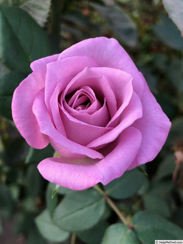 'Carolyn Elizabeth' rose photo
