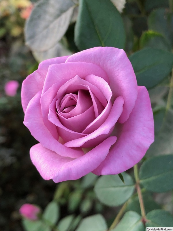 'Carolyn Elizabeth' rose photo