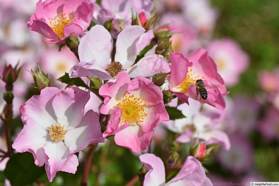 'Un Grand Salut ®' rose photo