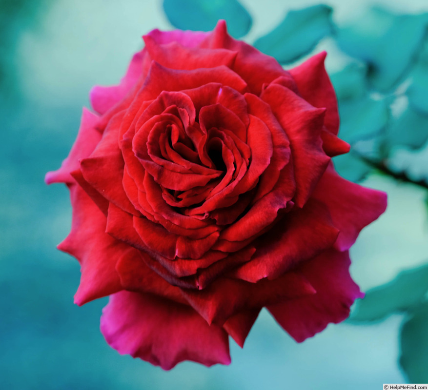 'Velvet Fragrance (Hybrid Tea, Fryer before 1985)' rose photo
