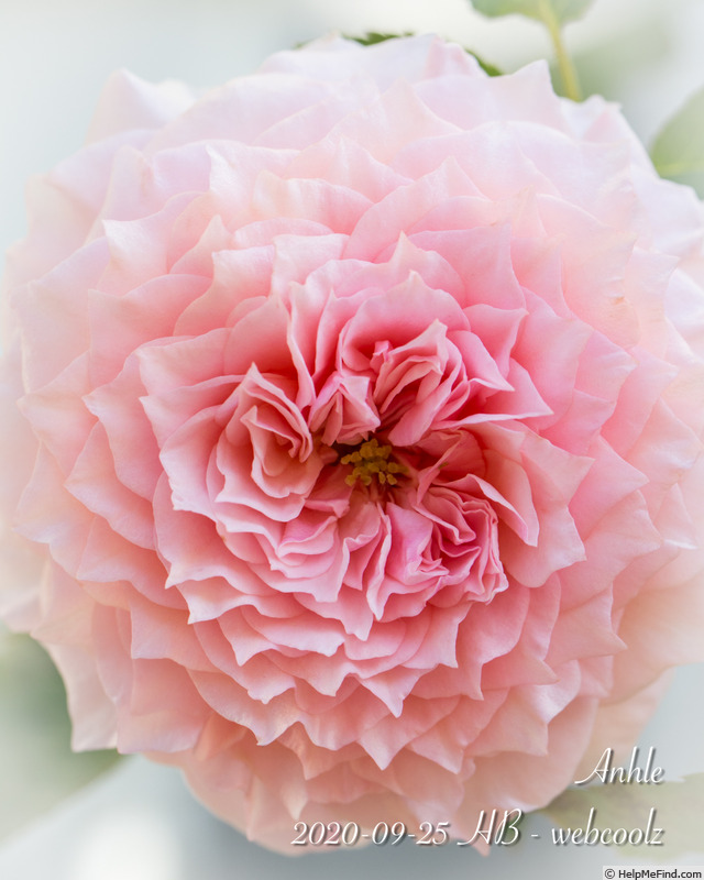 'Anhle' rose photo