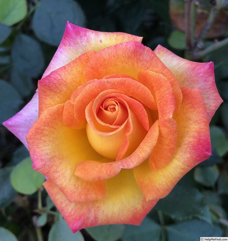 'Zion Rose' rose photo