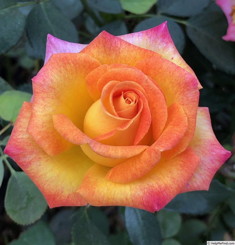 'Zion Rose' Rose