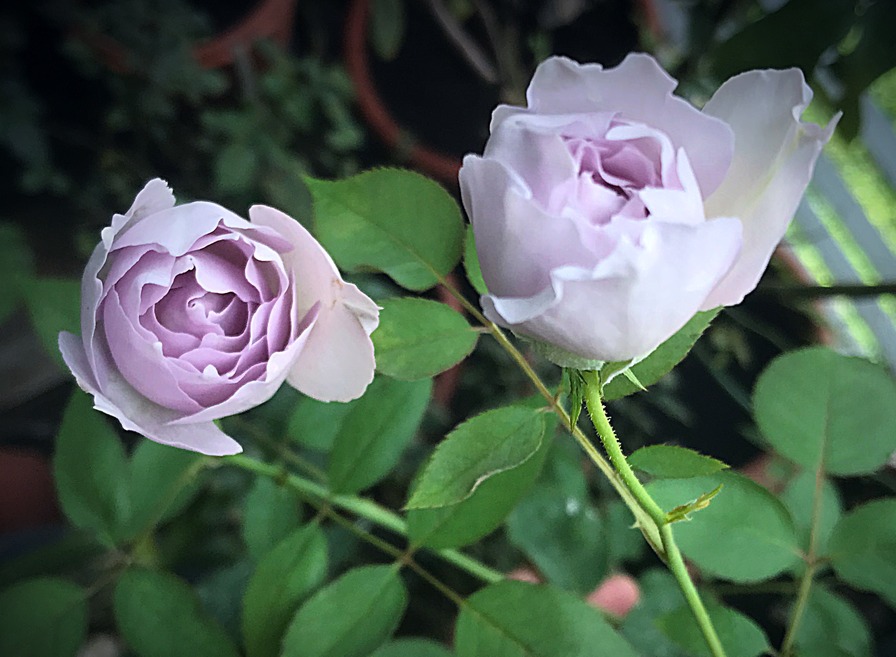 'Lucifer (hybrid tea, Kawamoto, 2008)' rose photo