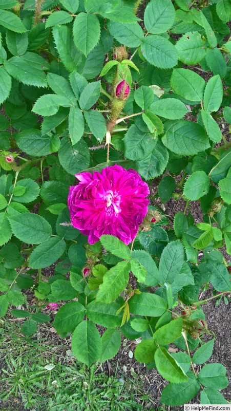 'James Veitch (perpetual moss, E. Verdier, 1864)' rose photo