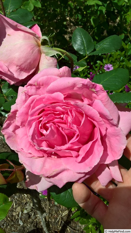 'The Doctor' rose photo
