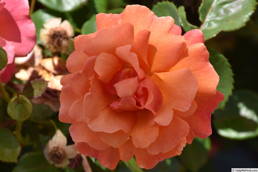 'HARpageant' rose photo