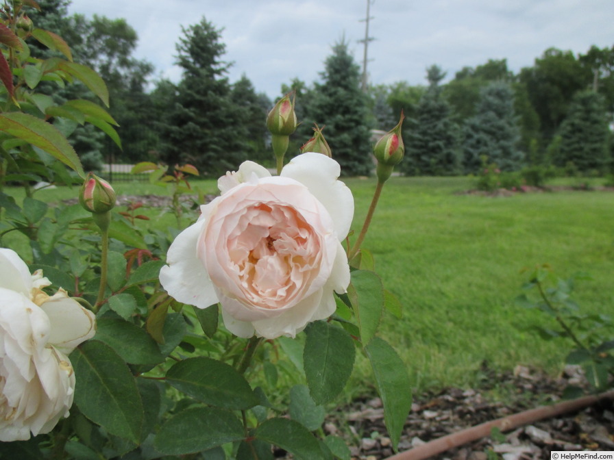 'Earth Angel' rose photo