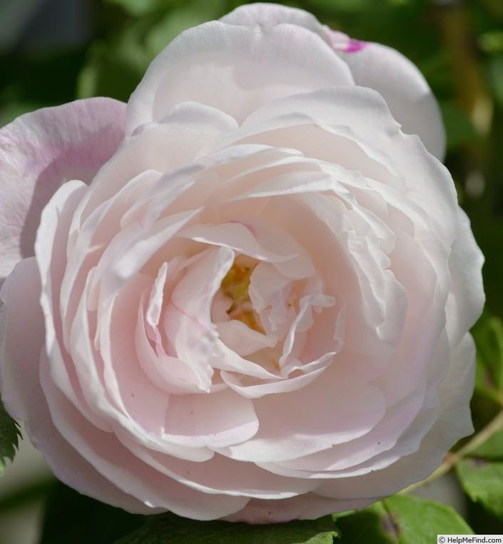 'Madame Pierre Oger (Bourbon, Oger, 1878)' rose photo