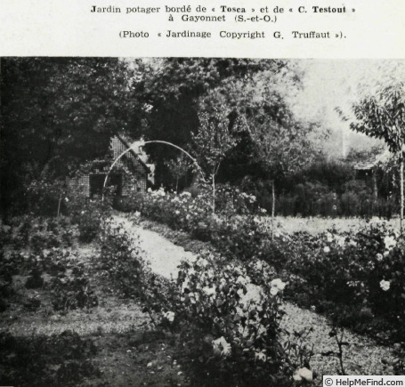 'La Tosca (hybrid tea, Schwartz, 1900)' rose photo