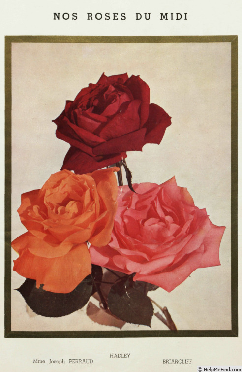 'Madame Joseph Perraud' rose photo