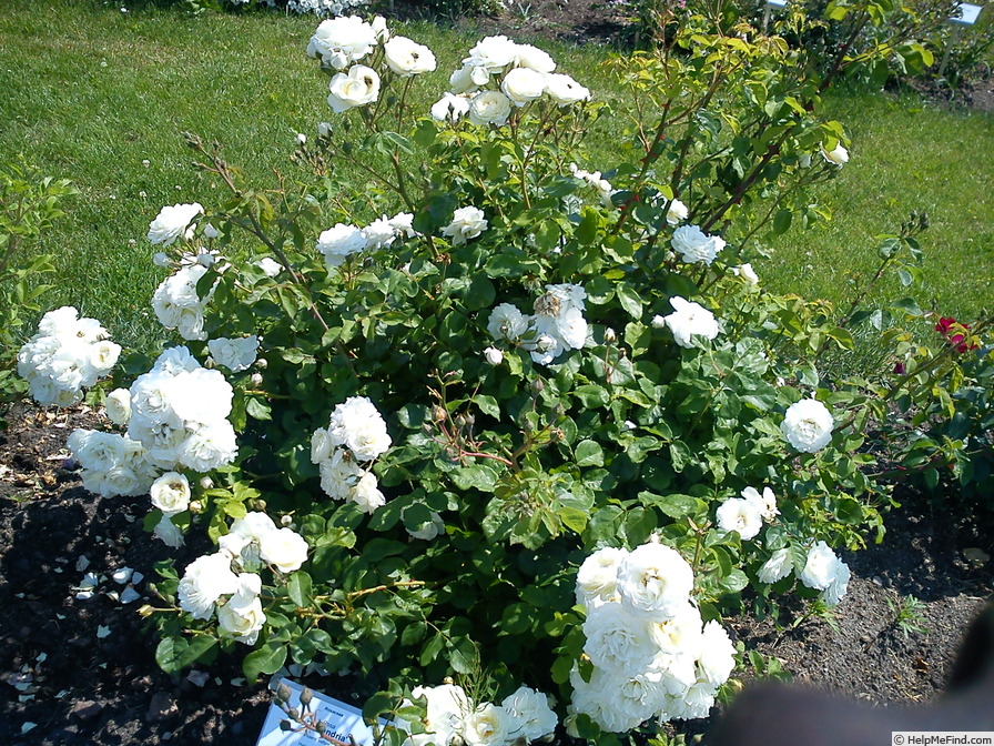'Taxandria ®' rose photo