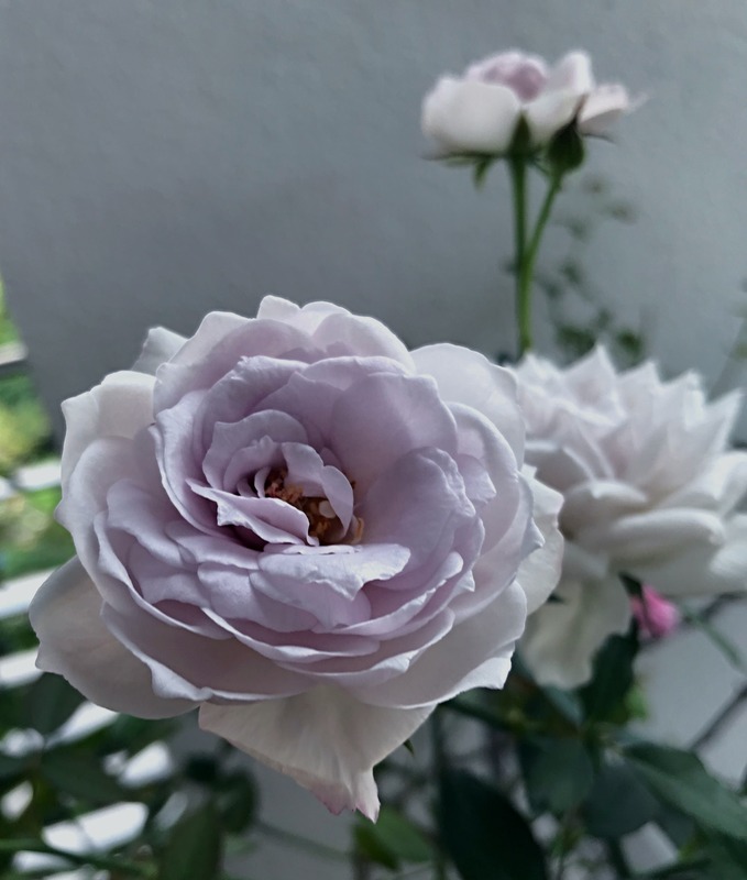 'Lapis Lazuli' rose photo