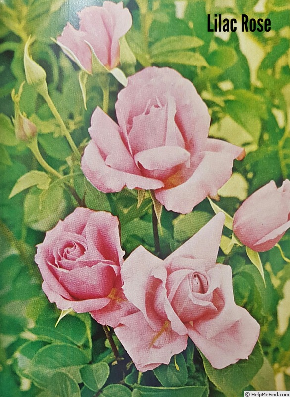'Lilac Rose (hybrid tea, Sanday, 1962)' rose photo