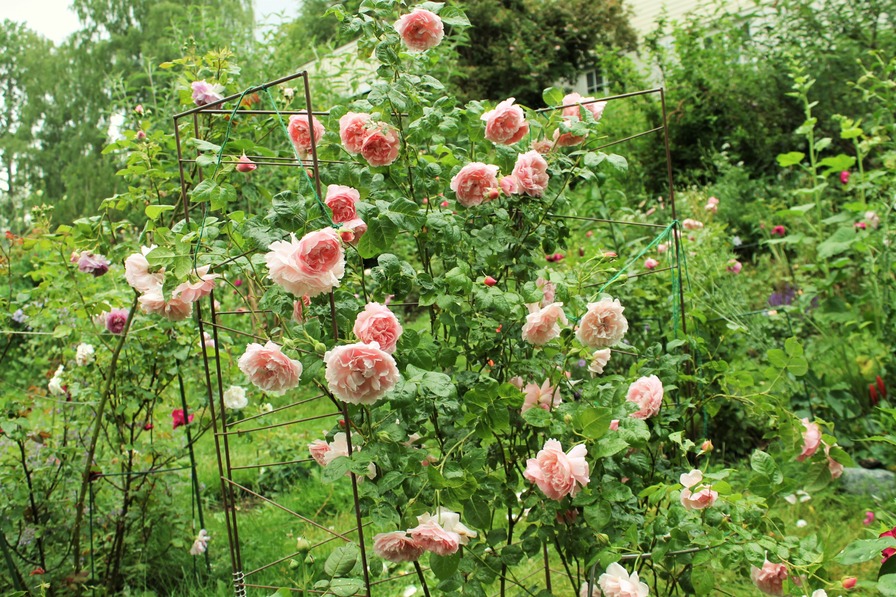 'Strawberry Hill' rose photo