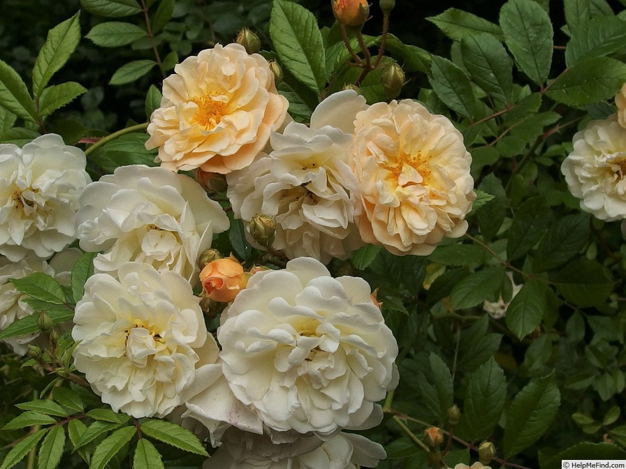 'Maria Josepha vom Elsterschloss' rose photo