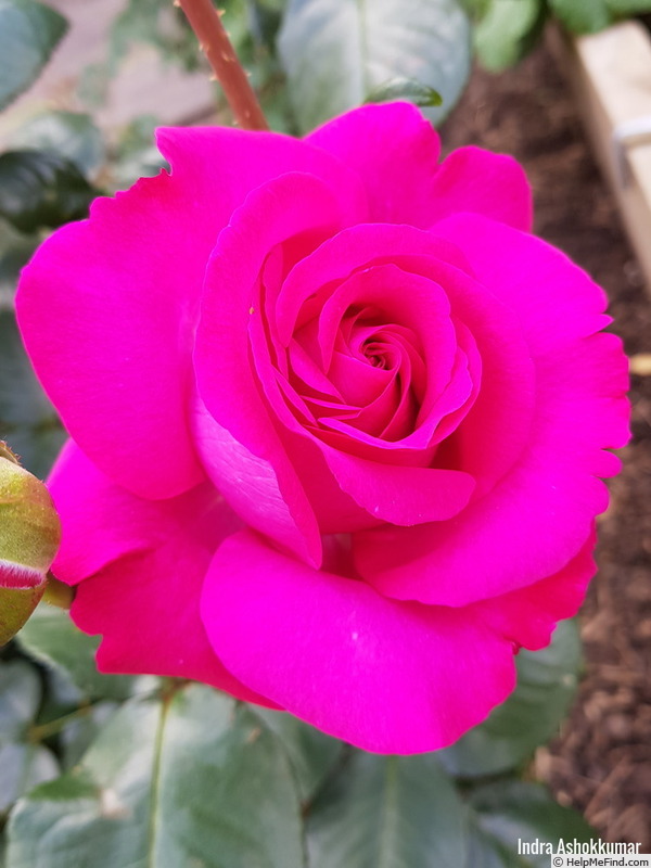 'Chartreuse de Parme' rose photo