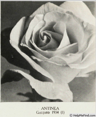 'Antinea' rose photo
