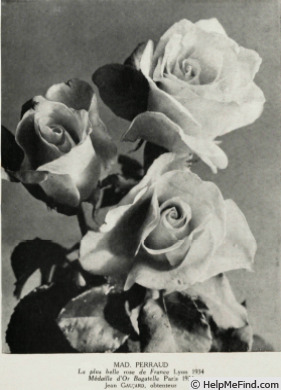 'Madame J. Perraud' rose photo