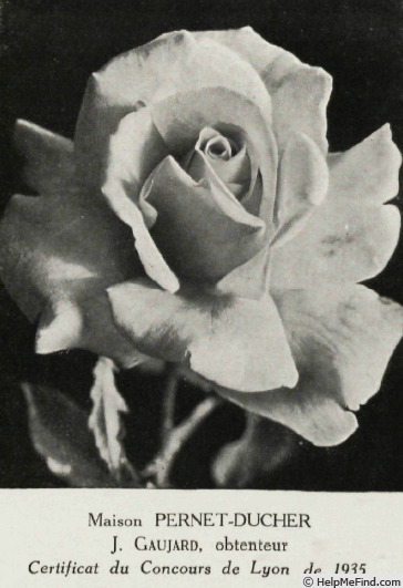 'Maison Pernet-Ducher' rose photo
