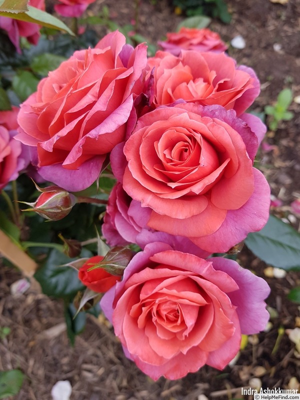 'Hot Cocoa ™ (Floribunda, Carruth 2001)' rose, click to enlarge 'Hot Cocoa ™ (Floribunda, Carruth 2001)' rose photo