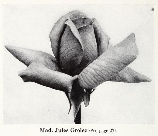 'Madame Jules Grolez' rose photo