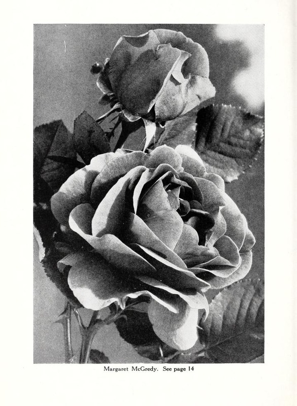 'Margaret McGredy' rose photo