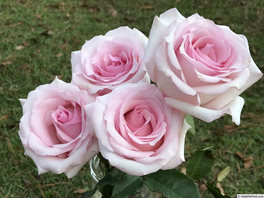 'Sweet Akito ®' rose photo