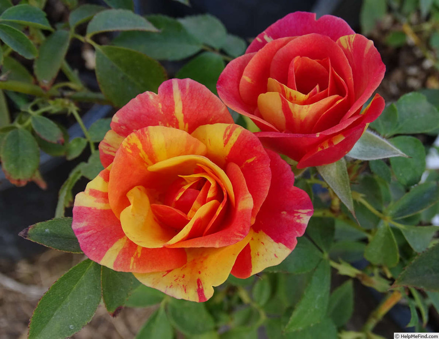 'Ann Harder' rose photo