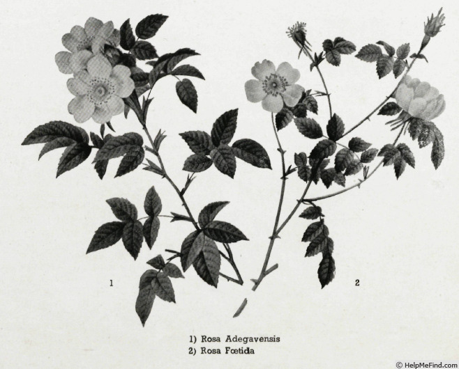 '<i>Rosa</i> X <i>andegavensis</i> Bastard' rose photo