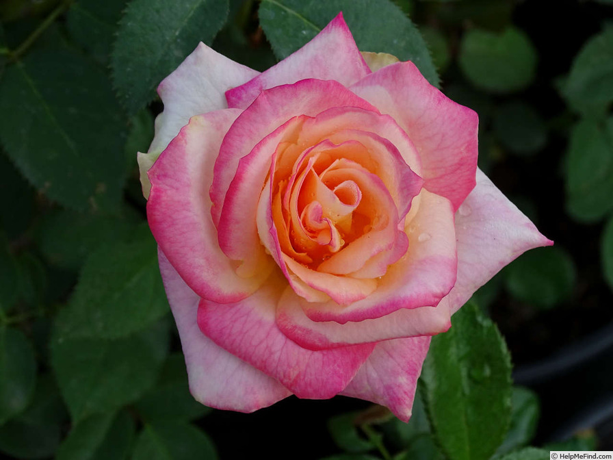 'Desert Peace ™' rose photo