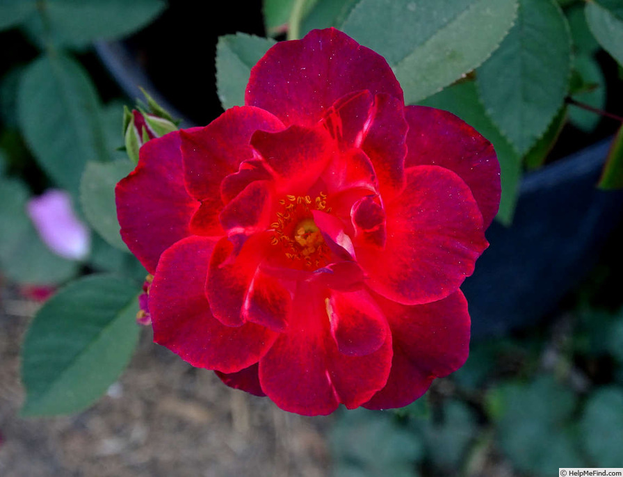 'Dragon's Blood' rose photo