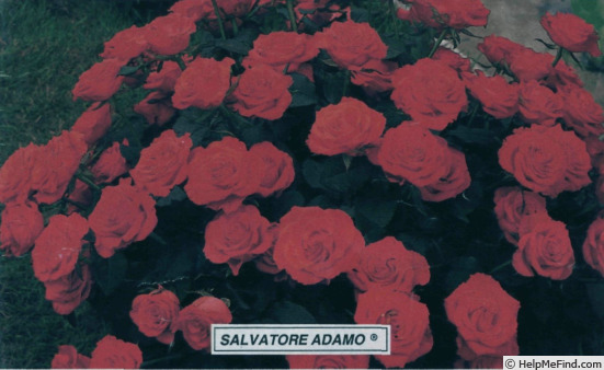 'Salvatore Adamo' rose photo