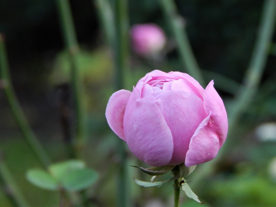 'Georges Pernet' rose photo