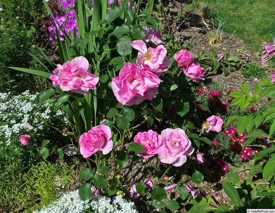 'Ruhm von Steinfurth' rose photo