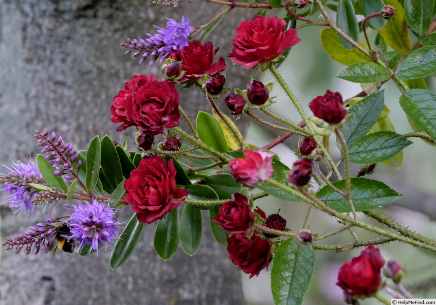 'Kersbergen' rose photo