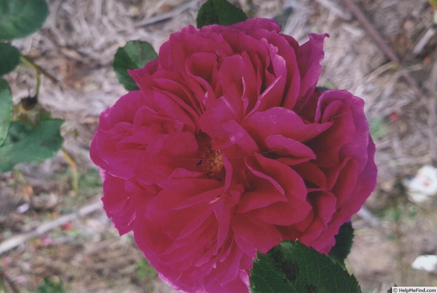 'Elsie's Favourite' rose photo