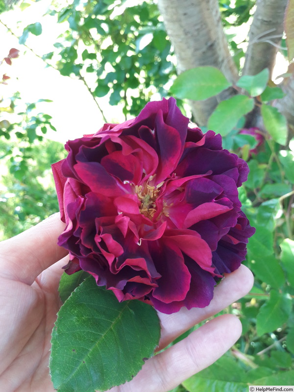 'Marcel Vrignaud' rose, click to enlarge 'Marcel Vrignaud' rose photo
