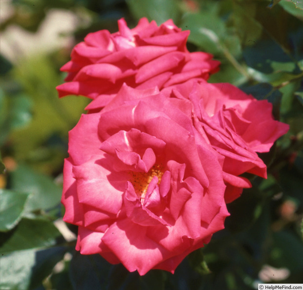 'Obélisque ®' rose photo