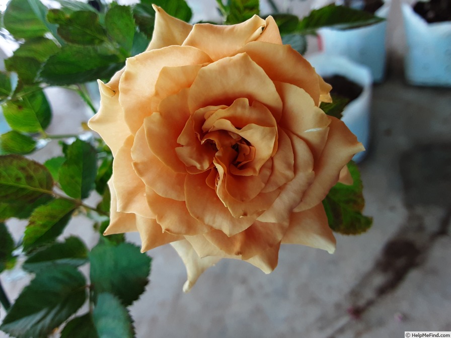 'Toffee' Rose