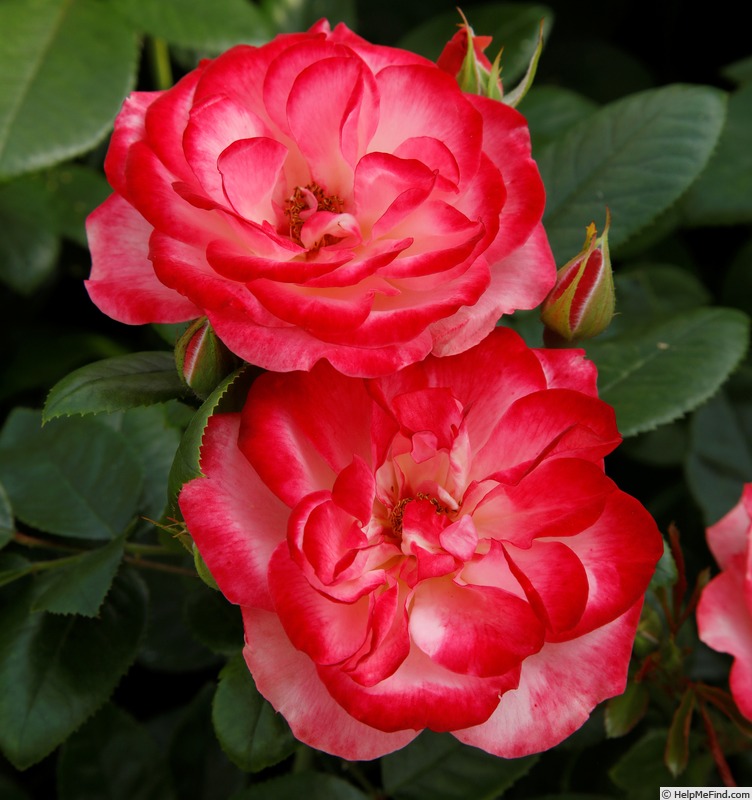 'Enjoy ® (floribunda, Kordes, 2009/20)' rose photo