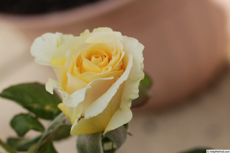 'Tawny Profusion' rose photo