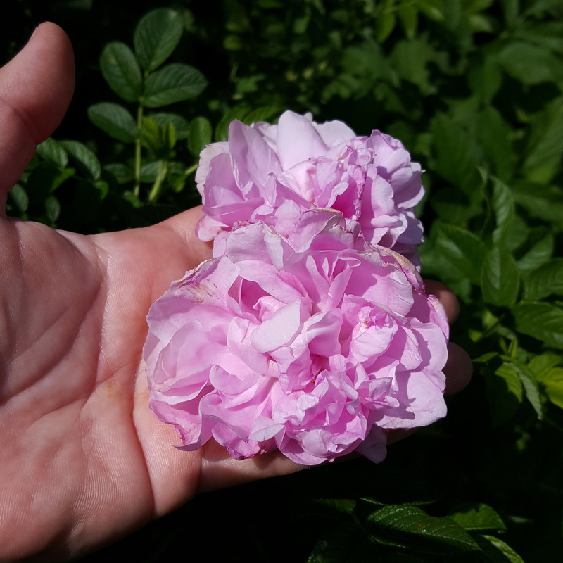 'Фруктовый Пломбир' rose photo