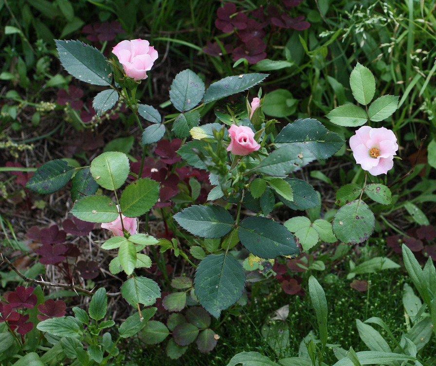 'Бутоньерка' rose photo