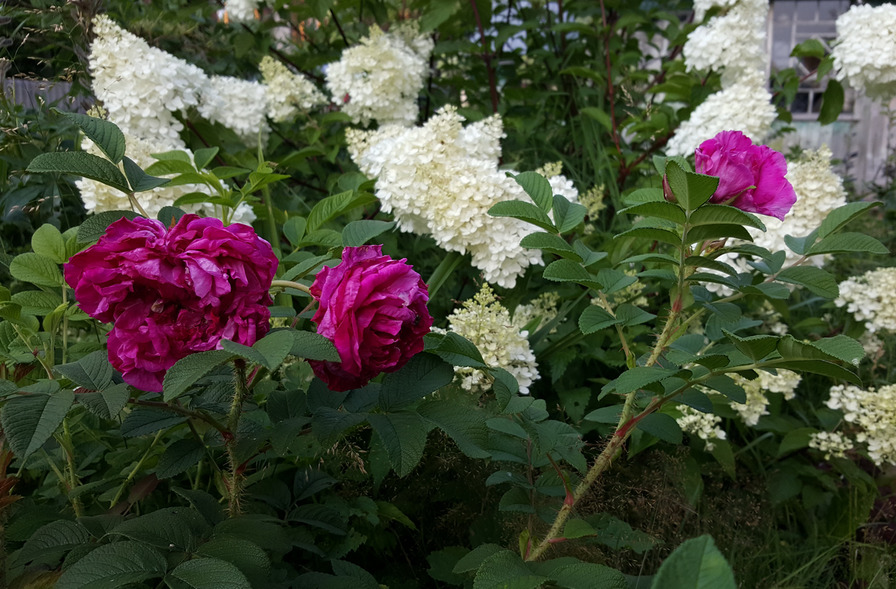 'Рощинское Барокко' rose photo