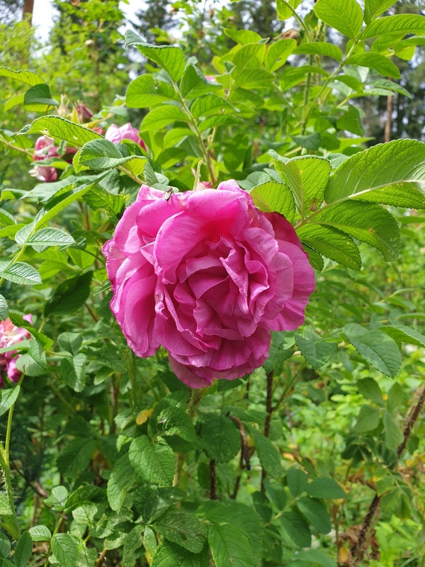 'Рощинское Барокко' rose photo