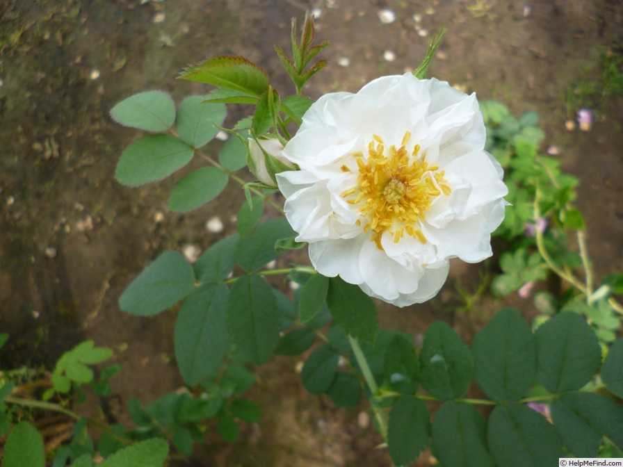 'ADFED-5' rose photo