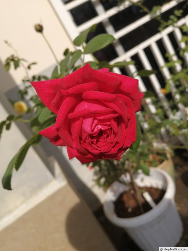 'Wedding Celebration ™ (hybrid tea, Olesen 1999)' rose photo