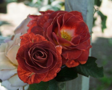 'Mysterious (floribunda, Simpson before 2011)' rose photo
