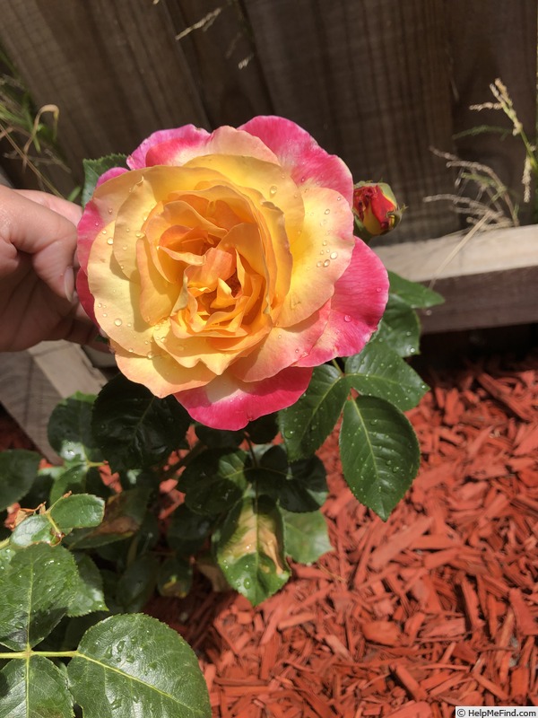'Bright Spirit' rose photo